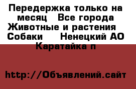 Передержка только на месяц - Все города Животные и растения » Собаки   . Ненецкий АО,Каратайка п.